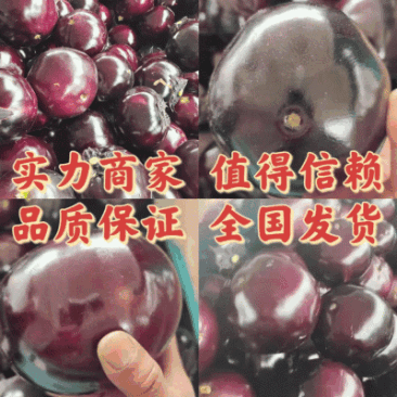 【精品】河南（茄子）紫光圆茄现摘现发保证质量全国发货