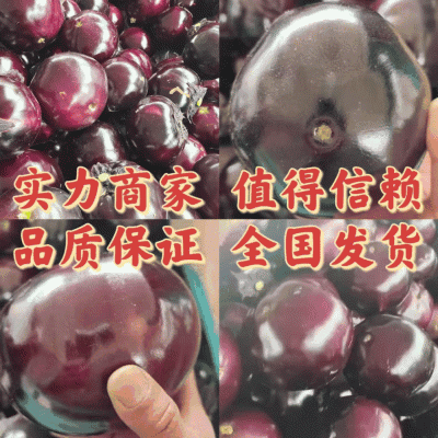 【精品】河南（茄子）紫光圆茄现摘现发保证质量全国发货