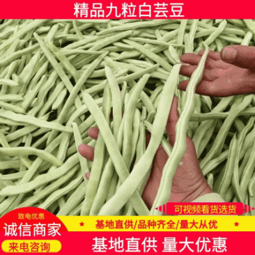 优质白不老豆角产地直发货源充足质量保证商超品质