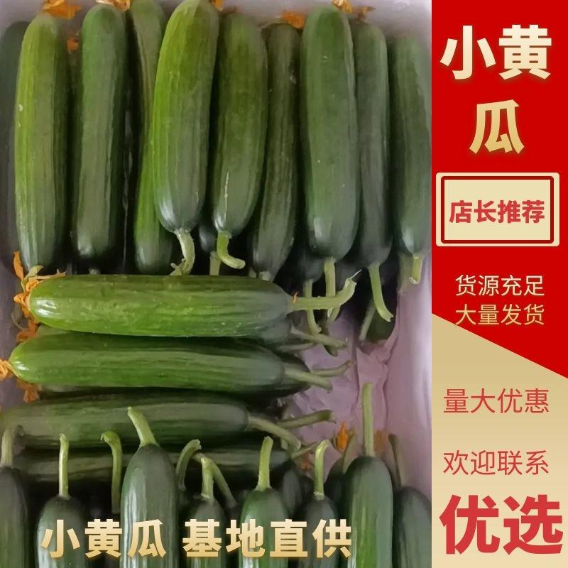 【热卖】河南精品小黄瓜口感好产地直发保质保量全国发货