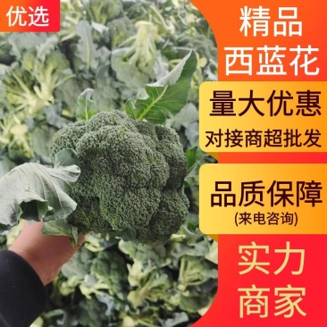 【实力商家】花菜/西兰花/河南西兰花/产地直供品质保大量上市