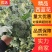 【实力商家】花菜/西兰花/河南西兰花/产地直供品质保大量上市