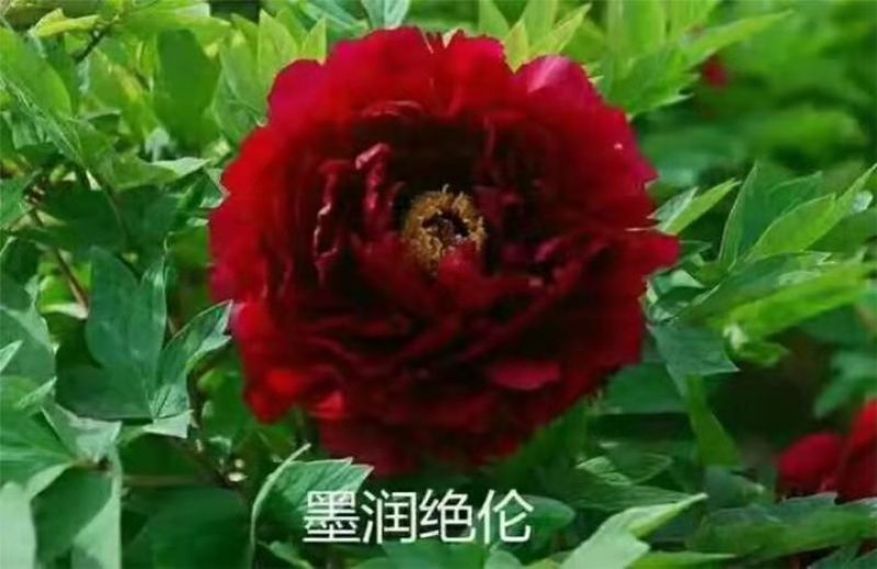 山东菏泽牡丹芍药大量供货诚信经营欢迎来电咨询