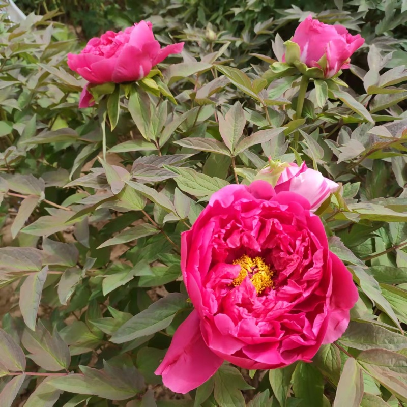 山东菏泽牡丹芍药大量供货诚信经营欢迎来电咨询