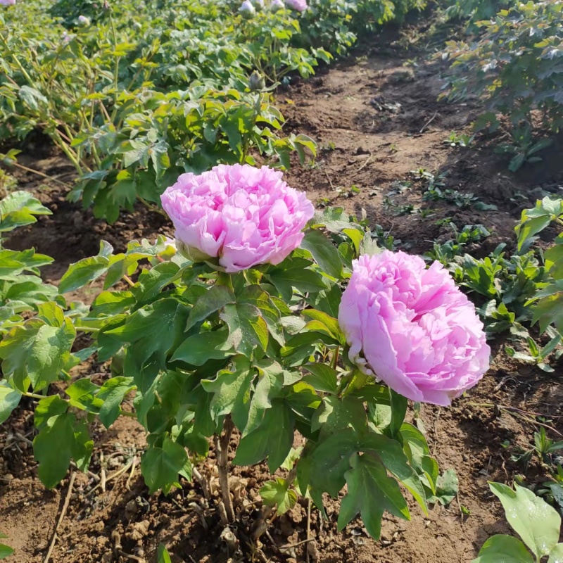 山东菏泽牡丹芍药大量供货诚信经营欢迎来电咨询