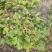 山东菏泽牡丹芍药大量供货诚信经营欢迎来电咨询