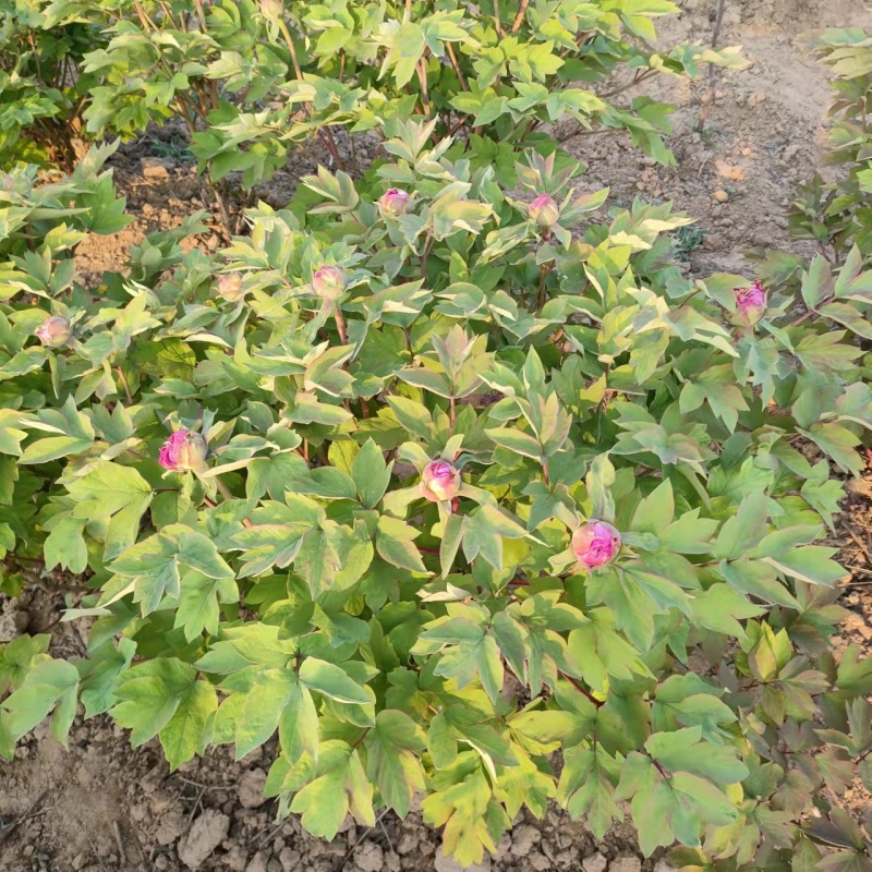 山东菏泽牡丹芍药大量供货诚信经营欢迎来电咨询