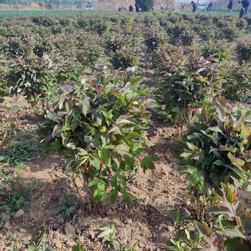 山东菏泽牡丹芍药大量供货诚信经营欢迎来电咨询