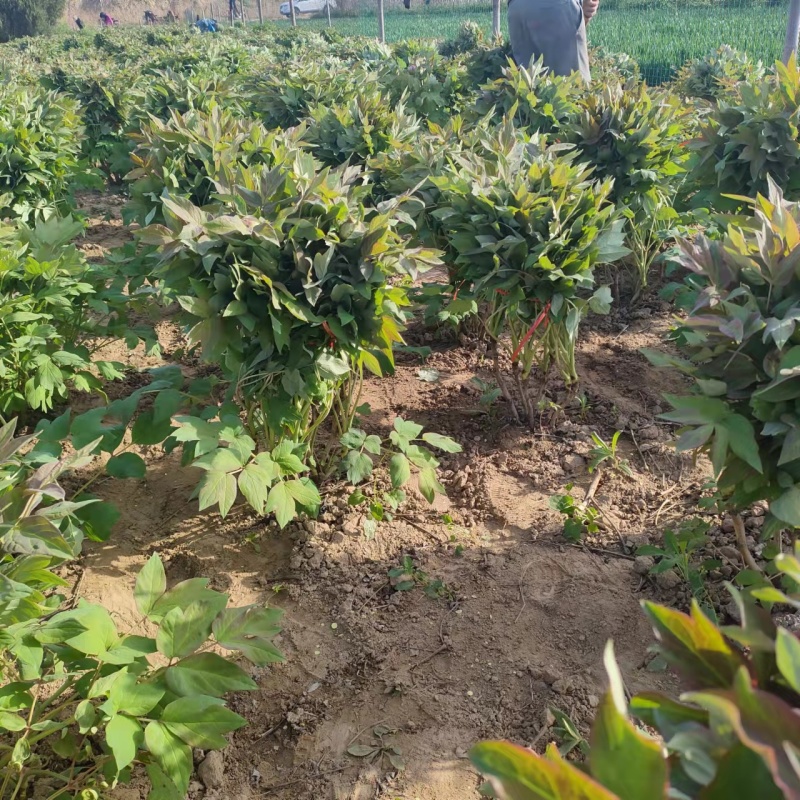 山东菏泽牡丹芍药大量供货诚信经营欢迎来电咨询