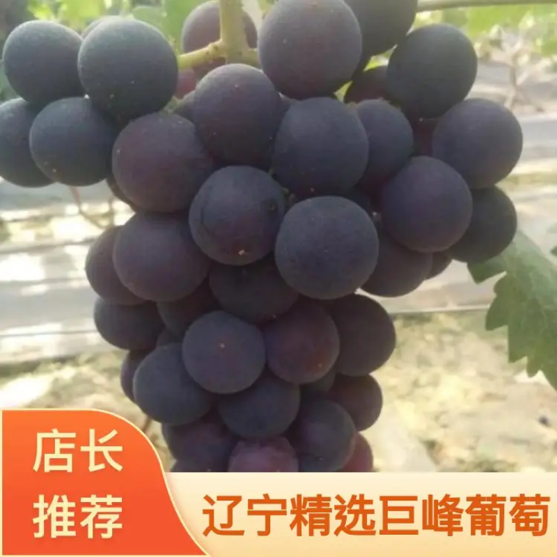 优质辽南巨峰葡萄大量上市品质保证诚信经营对接商超