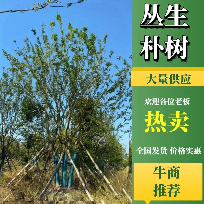 丛生朴树产地直供一手货源耐运输