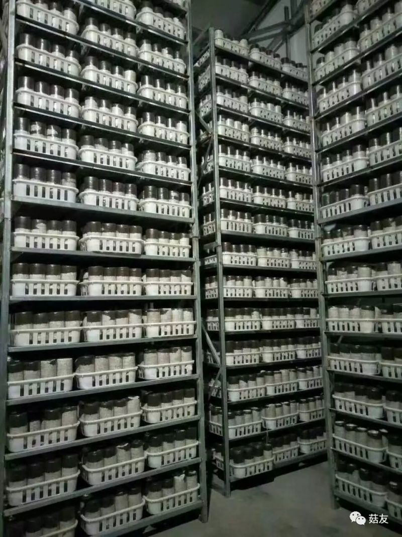 金耳菌包源头厂家，现货供应