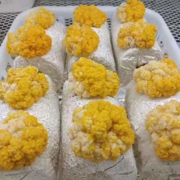 金耳菌包源头厂家，现货供应