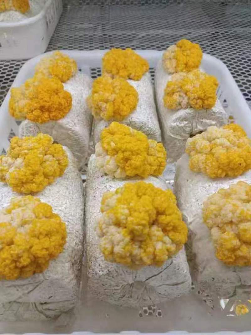 金耳菌包源头厂家，现货供应