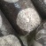 金耳菌包源头厂家，现货供应