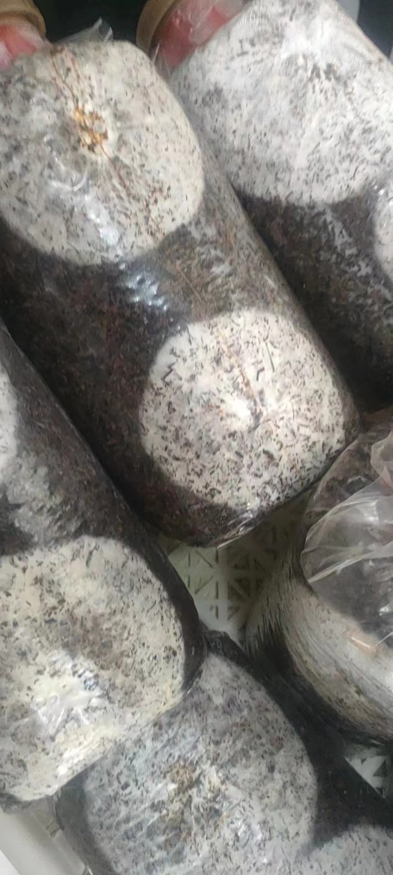 金耳菌包源头厂家，现货供应