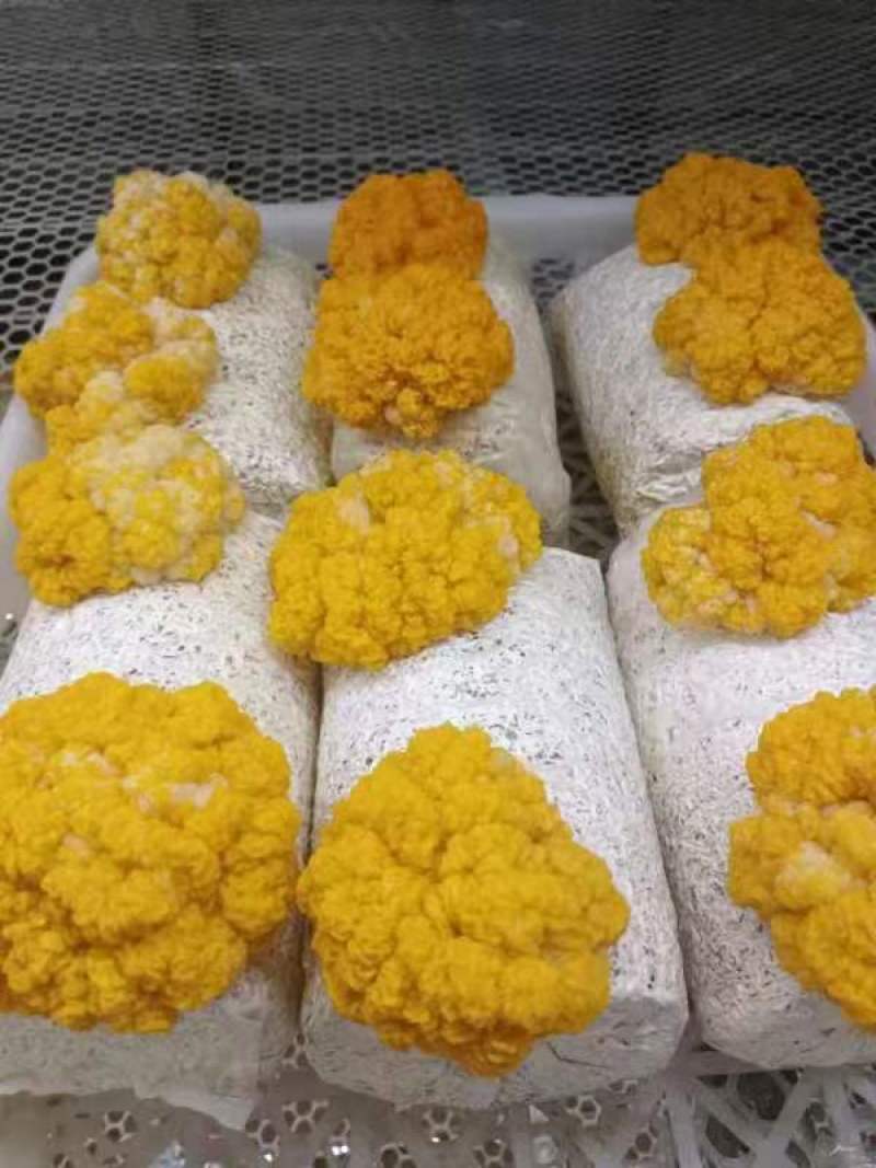 金耳菌包源头厂家，现货供应