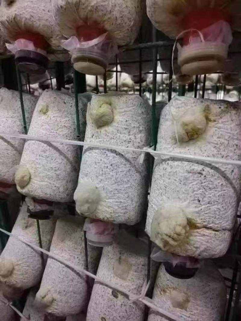 金耳菌包源头厂家，现货供应