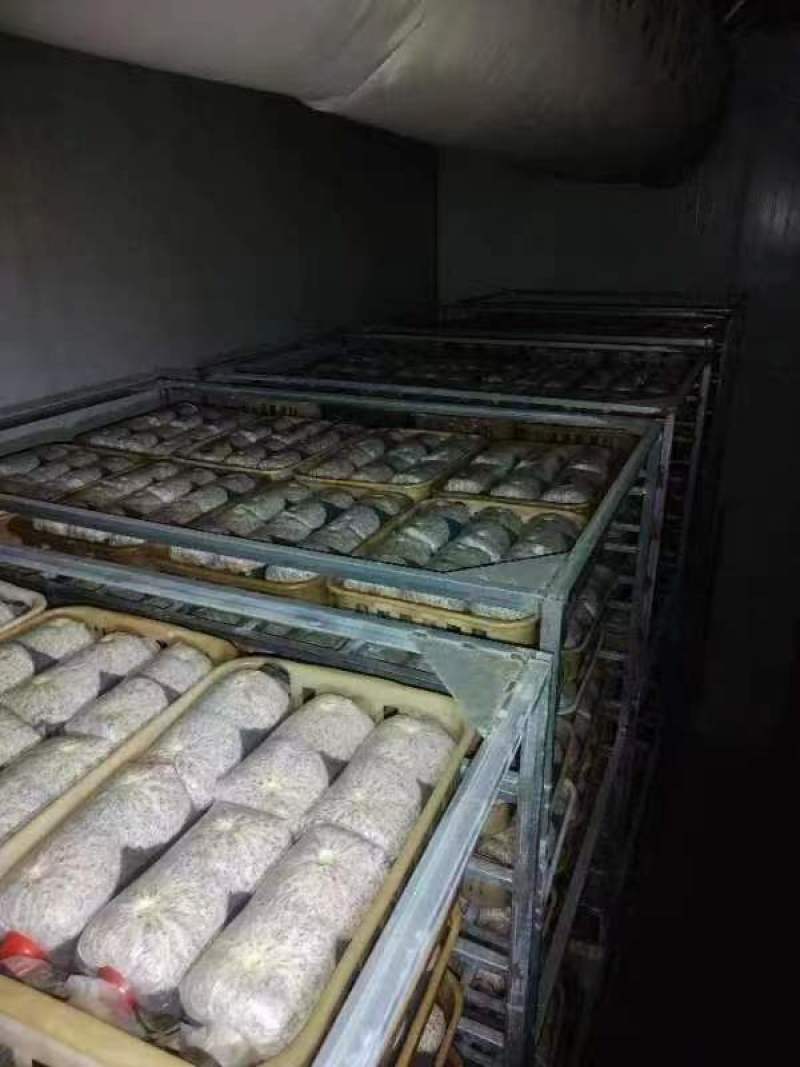 金耳菌包源头厂家，现货供应