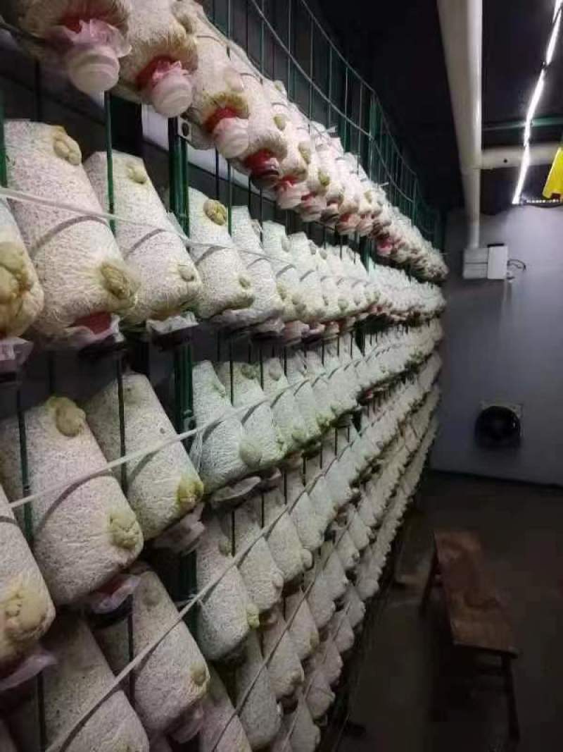 金耳菌包源头厂家，现货供应