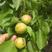 河北辛集特产大量麦黄杏上市，品质保证全国对接欢迎联系