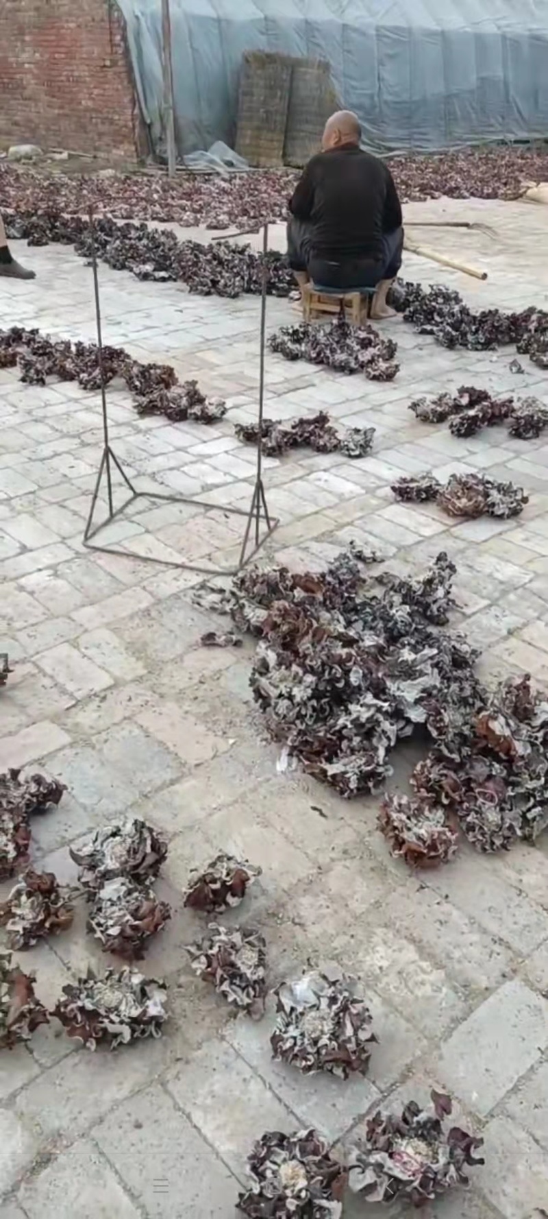 河南武陟黄背毛木耳产地直供一手货源支持视频看货