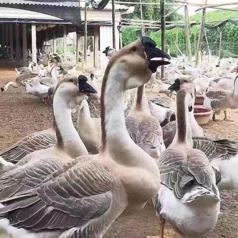 【正宗狮头鹅】养殖基地直供一手货源大量供应肉质细腻包存活