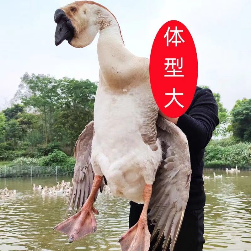 【正宗狮头鹅】养殖基地直供一手货源大量供应肉质细腻包存活