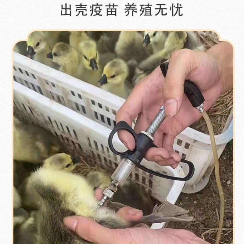 【正宗狮头鹅】养殖基地直供一手货源大量供应肉质细腻包存活