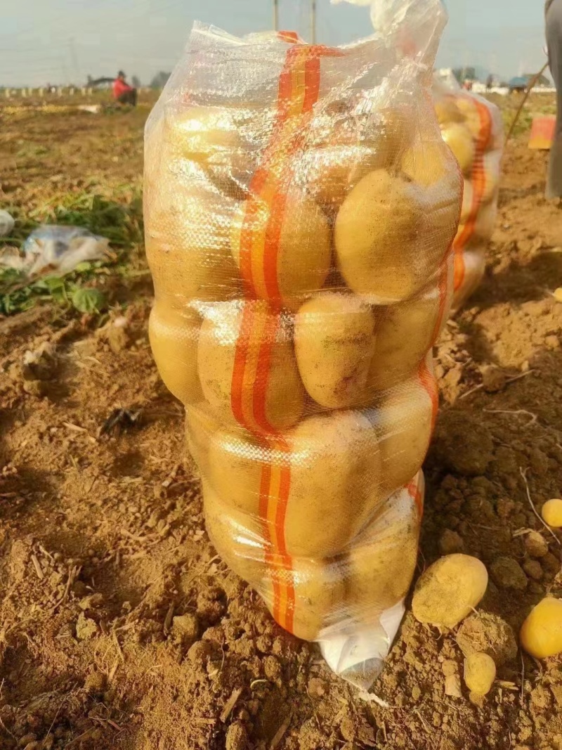 精选土豆，黄皮黄心，货量大质量有保证，价格低品质好