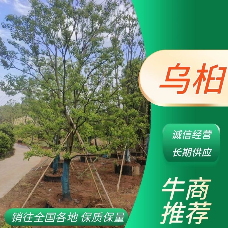 乌桕，丛生乌桕，基地直供，一手货源，质优价廉，大量现货