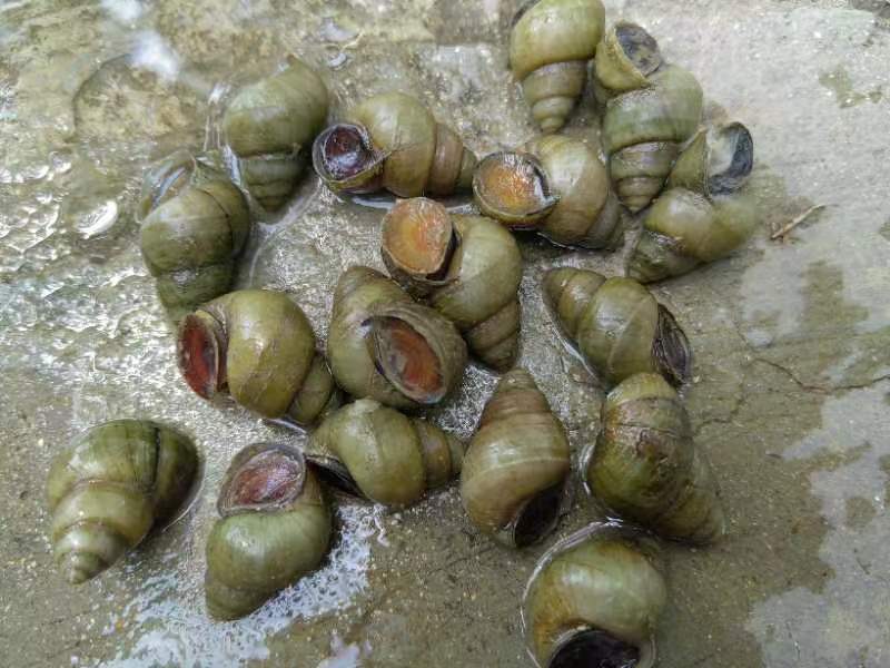 新鲜优质养殖淡水田螺种螺烧烤排挡酒店食用田螺大量供