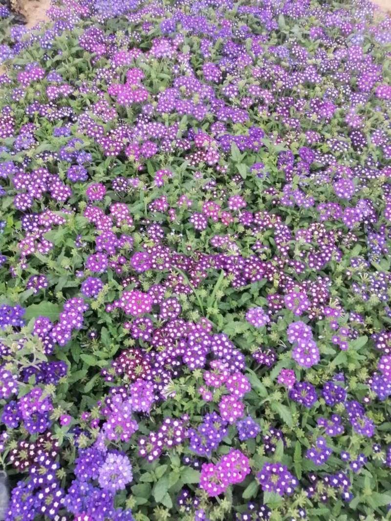 【热卖】天津本地批发市场草花绿化盆栽可视频看货欢迎联系