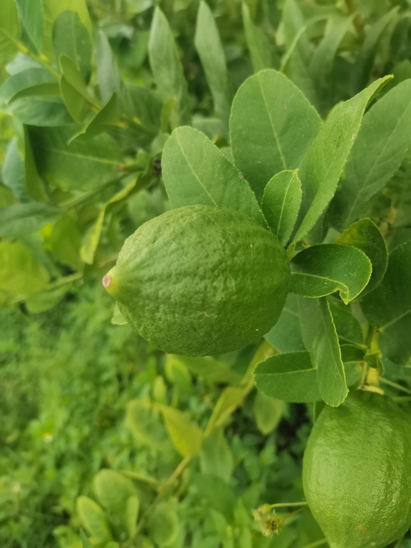 香水柠檬新鲜应季，当季水果产地广东，汁多香浓，无籽