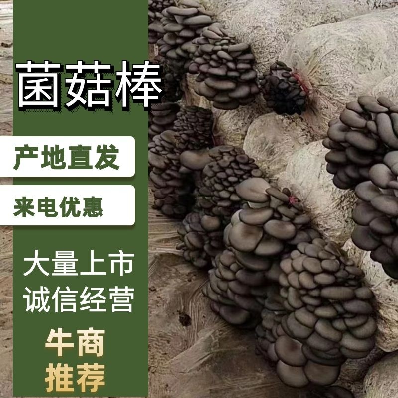 陕西单口出菇菌棒一手货源基地直发品质保障全国发货