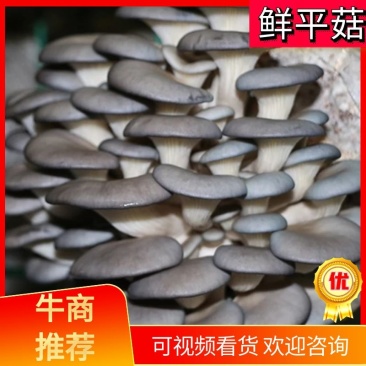 【精选】陕西新鲜平菇精品货源对接商超市场欢迎电联
