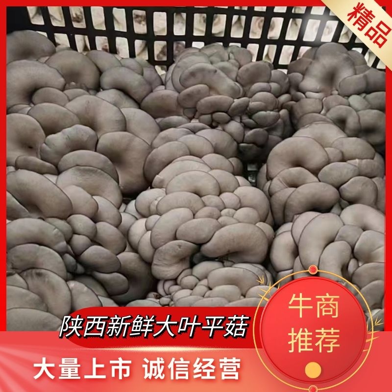 【精选】陕西反季节大叶平菇新鲜平菇基地直发欢迎电联