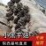 精品小黑平菇陕西基地直发对接全国市场欢迎电联