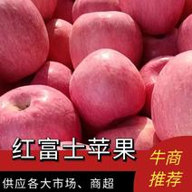 山东沂源红富士苹果大量出售中条红偏红规格齐全欢迎咨询