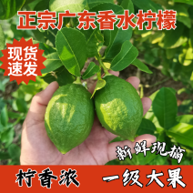 香水柠檬新鲜应季，当季水果产地广东，汁多香浓，无籽