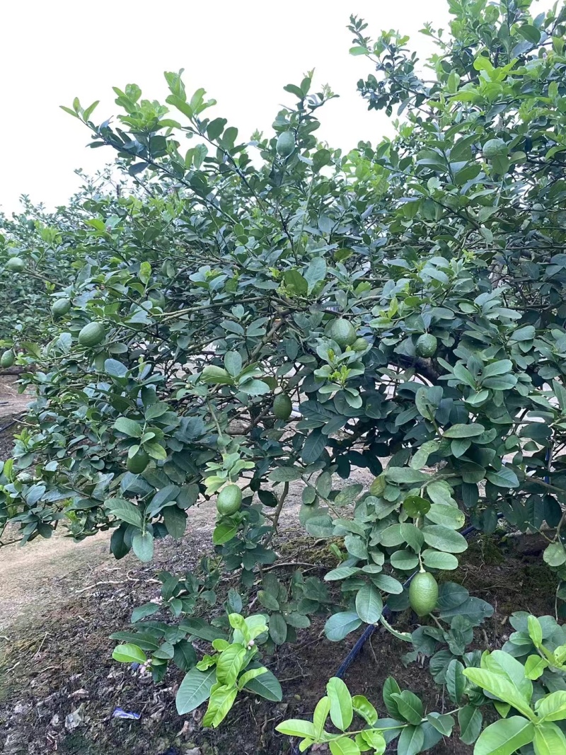 香水柠檬广东产地直发，新鲜到家，酸味十足，清新自然