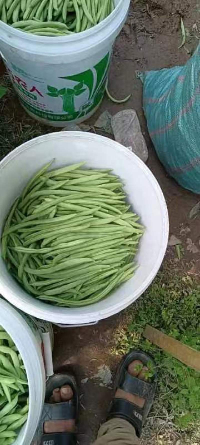 云南四季豆产地直供大量有货支持视频看货欢迎老板们电话咨询