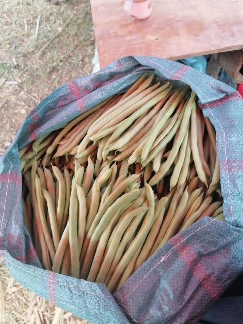 云南四季豆产地直供大量有货支持视频看货欢迎老板们电话咨询