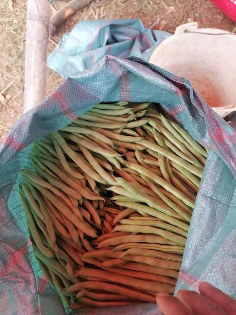 云南四季豆产地直供大量有货支持视频看货欢迎老板们电话咨询