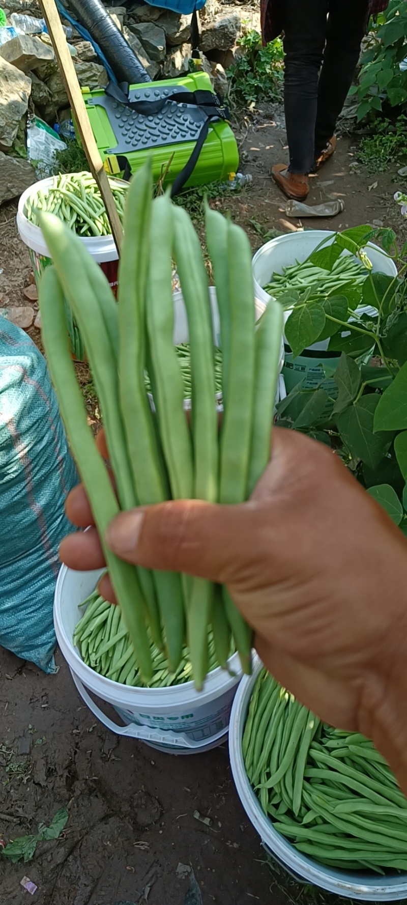 云南四季豆产地直供大量有货支持视频看货欢迎老板们电话咨询