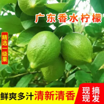 香水柠檬广东产地直发，新鲜到家，酸味十足，清新自然