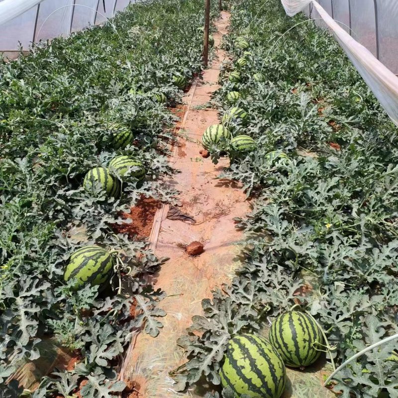 西瓜源头供应量大从优
