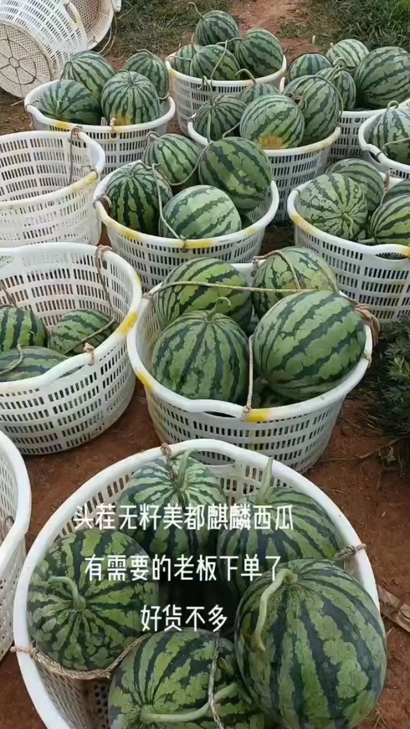 西瓜源头供应量大从优