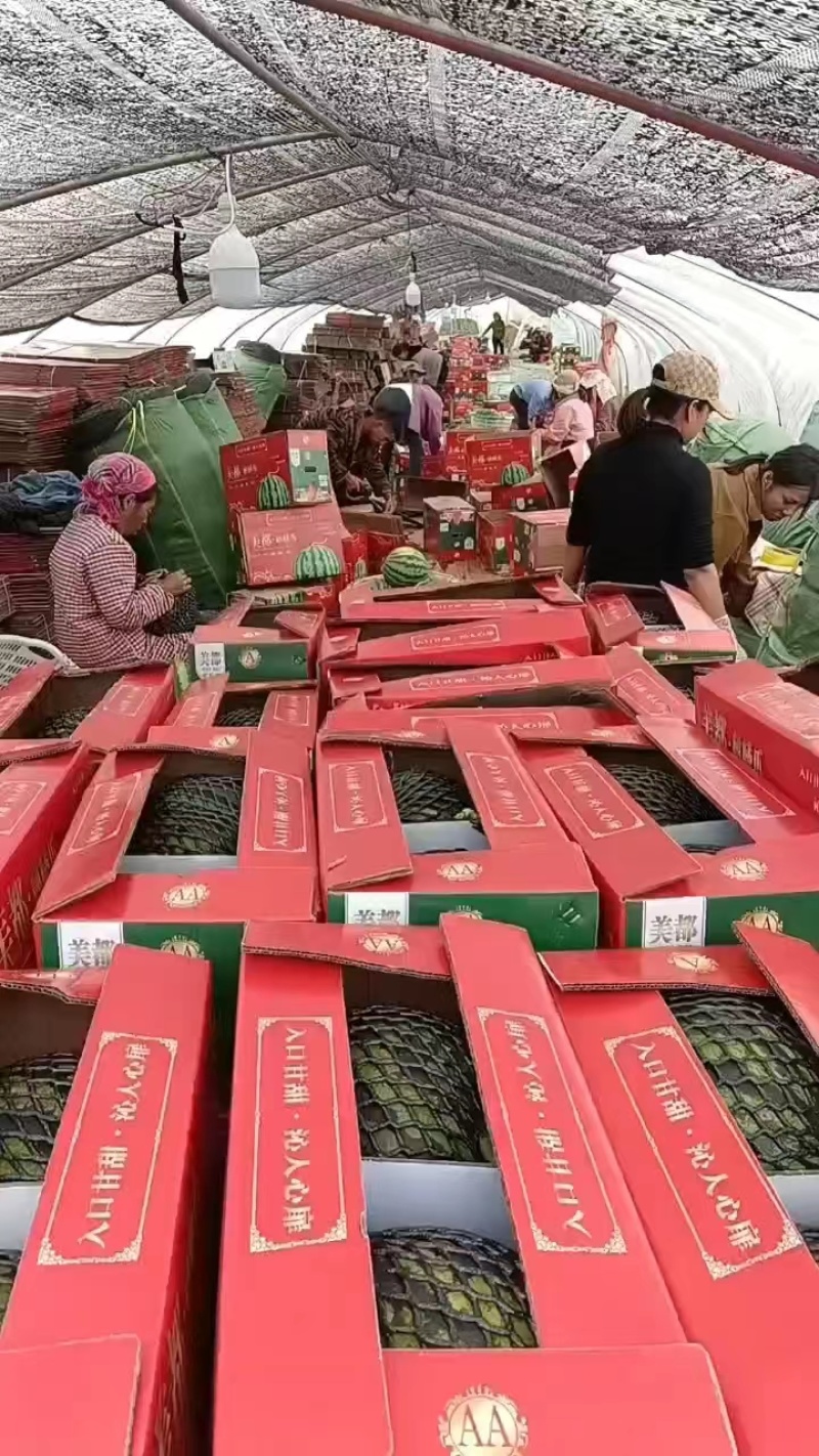 西瓜源头供应量大从优