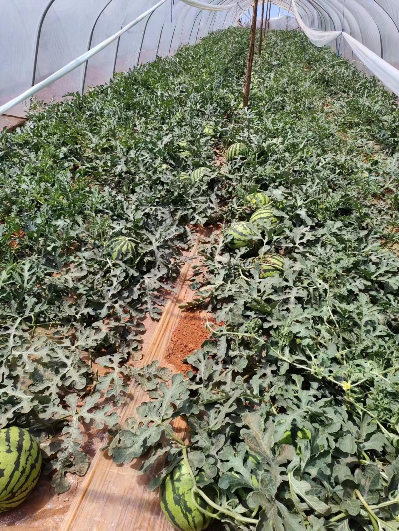 西瓜源头供应量大从优